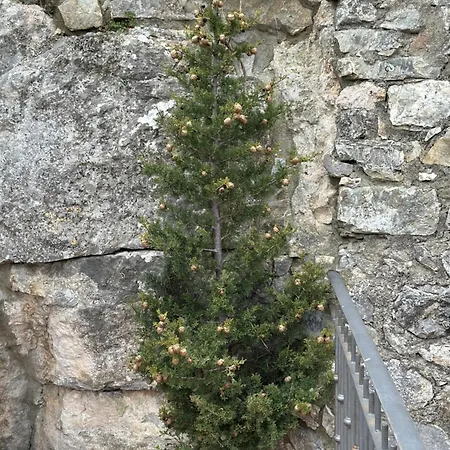 Ermione Castiglione dʼOrcia